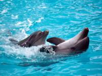 九游-包含冰球季后赛，南城铁骑队与燕赵海豚队鏖战，VAR改判成焦点！本土核心状态回升的词条